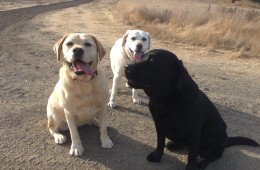 Dora, Lambaeu and Robin